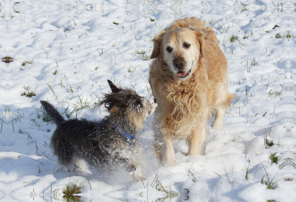 Premium textile canvas Premium textile canvas 75 cm x 50 cm landscape Dog friendship in winter 