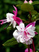 Doppel Neon White Diva, Weiße Fuchsie - CALVENDO Foto-Puzzle - calvendoverlag 29.99