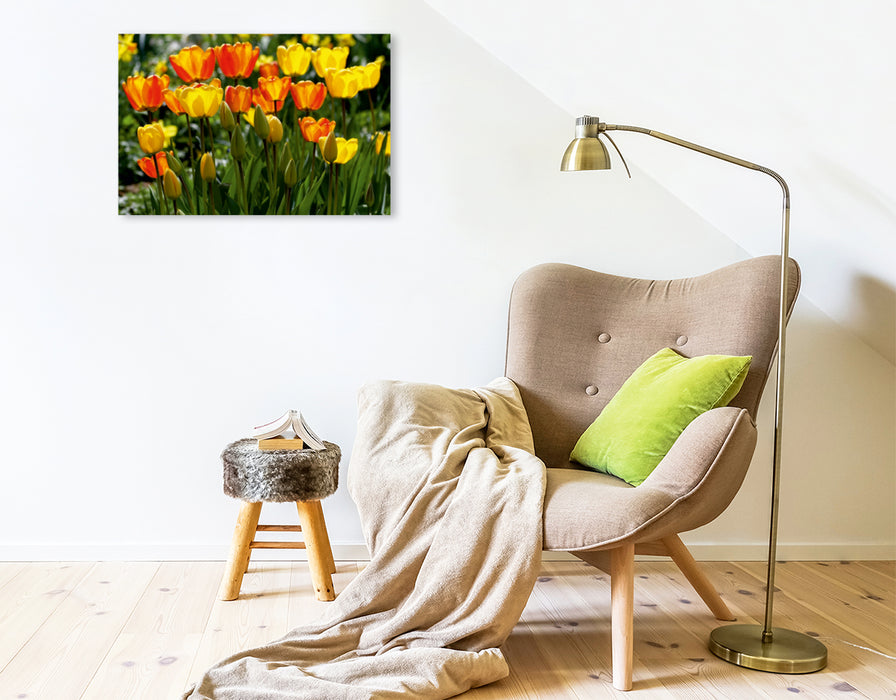 Premium Textil-Leinwand Premium Textil-Leinwand 75 cm x 50 cm quer Ein Motiv aus dem Kalender Traumhafte Frühlingsblüher