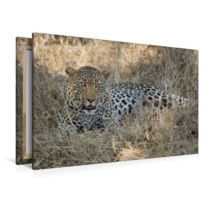 Premium Textil-Leinwand Premium Textil-Leinwand 120 cm x 80 cm quer Leopard