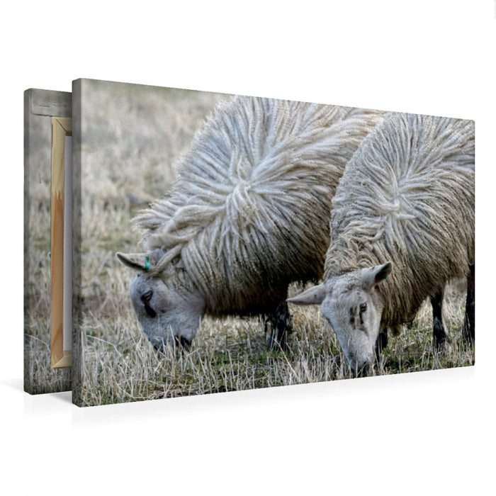 Premium Textil-Leinwand Premium Textil-Leinwand 75 cm x 50 cm quer Schafe beim Grasen