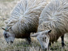 Schafe beim Grasen - CALVENDO Foto-Puzzle - calvendoverlag 29.99