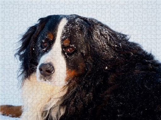 Tierisch nahe Berner-Porträts - CALVENDO Foto-Puzzle - calvendoverlag 29.99