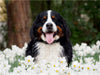 WAUZEBAER den Berner Sennenhund - CALVENDO Foto-Puzzle - calvendoverlag 29.99