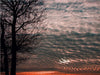 Baum im Licht des Abendhimmels - CALVENDO Foto-Puzzle - calvendoverlag 29.99