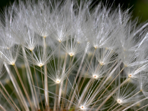 Flugsamen der Pusteblume - CALVENDO Foto-Puzzle - calvendoverlag 29.99