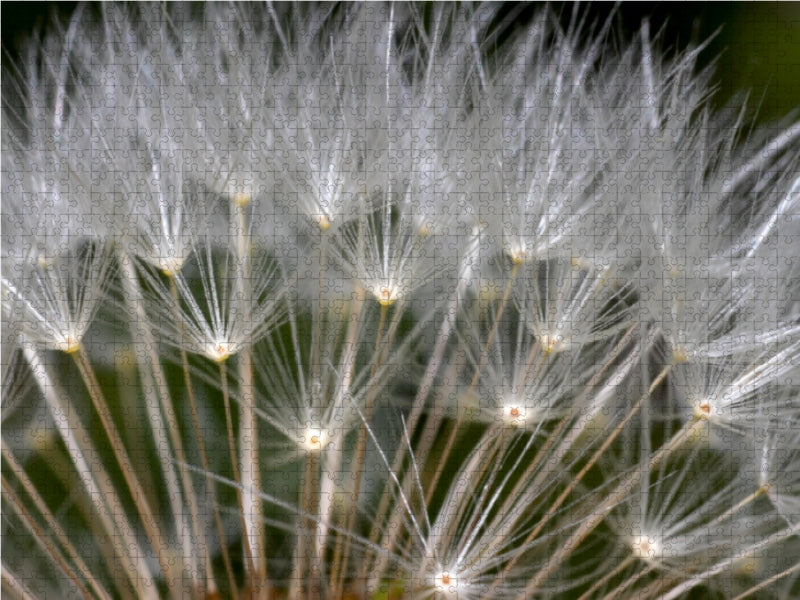 Flugsamen der Pusteblume - CALVENDO Foto-Puzzle - calvendoverlag 29.99