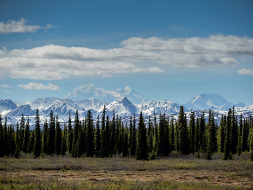 Im Denali, Alaska - CALVENDO Foto-Puzzle - calvendoverlag 29.99
