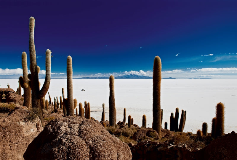 Toile textile haut de gamme Toile textile haut de gamme 120 cm x 80 cm de large Cactus géants sur une île du plus grand lac salé du monde, le Salar de Uyuni 