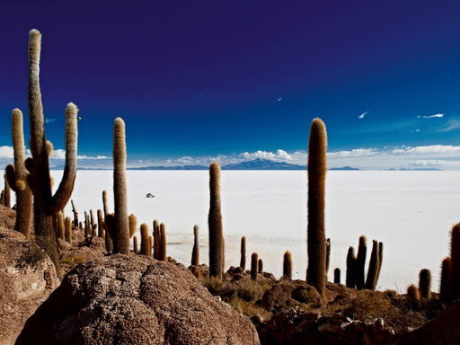 Riesen-Kakteen auf einer Insel im größtem Salzsee der Erde, dem Salar de Uyuni - CALVENDO Foto-Puzzle - calvendoverlag 29.99