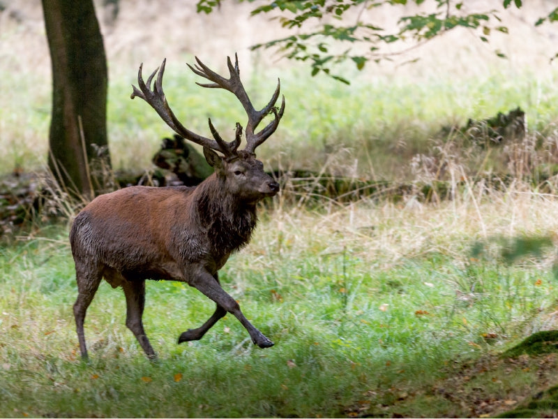 Aufgeregt vertreibt der Platzhirsch die Nebenbuhler. - CALVENDO Foto-Puzzle - calvendoverlag 79.99