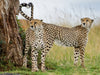 Geparden - CALVENDO Foto-Puzzle - calvendoverlag 79.99