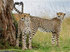 Geparden - CALVENDO Foto-Puzzle - calvendoverlag 79.99