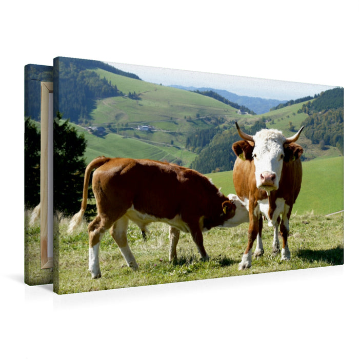 Premium Textil-Leinwand Premium Textil-Leinwand 90 cm x 60 cm quer Kuh mit Stierkalb und Blick Richtung Münstertal