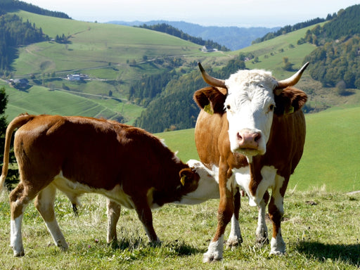 Kuh mit Stierkalb und Blick Richtung Münstertal - CALVENDO Foto-Puzzle - calvendoverlag 29.99