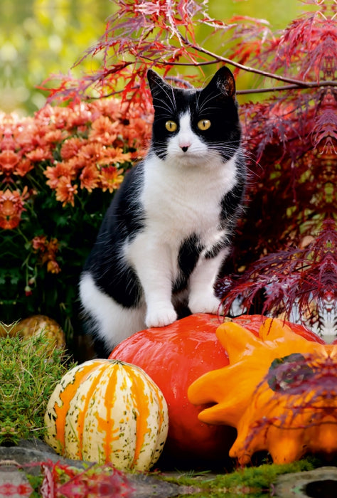 Toile textile haut de gamme Toile textile haut de gamme 80 cm x 120 cm de haut Un chat curieux se tient debout sur des citrouilles et observe 