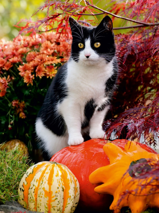 Neugierige Katze steht auf Kürbissen und beobachtet - CALVENDO Foto-Puzzle - calvendoverlag 33.99