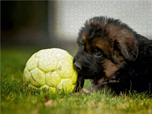 Deutscher Schäferhund - Welpe - CALVENDO Foto-Puzzle - calvendoverlag 29.99