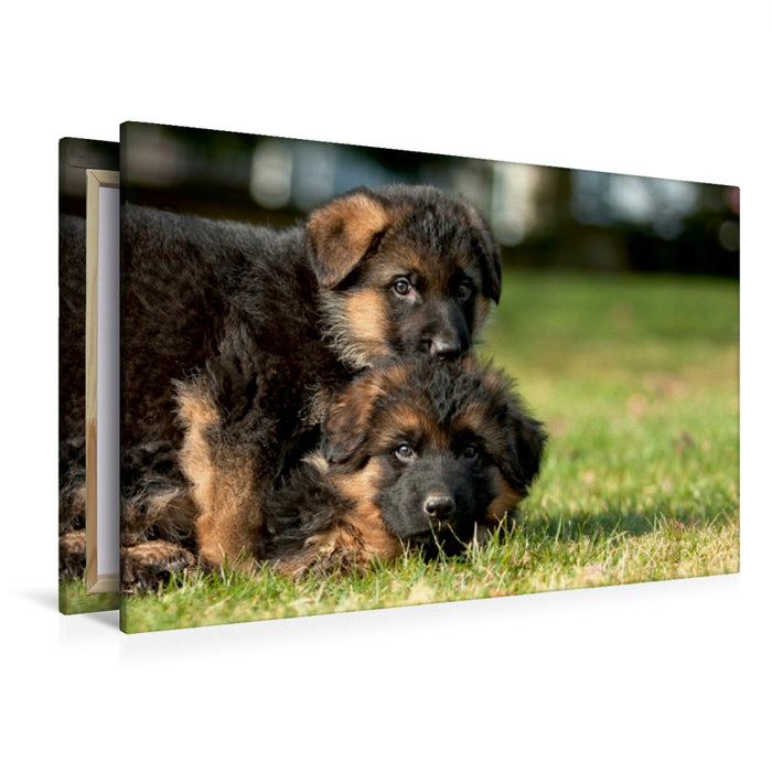 Premium Textil-Leinwand Premium Textil-Leinwand 120 cm x 80 cm quer Deutscher Schäferhund - Welpen