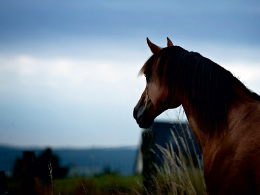 Pferde im schönen Taunus - CALVENDO Foto-Puzzle - calvendoverlag 29.99