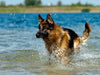 Deutscher Schäferhund - CALVENDO Foto-Puzzle - calvendoverlag 29.99