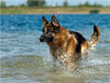 Deutscher Schäferhund - CALVENDO Foto-Puzzle - calvendoverlag 29.99