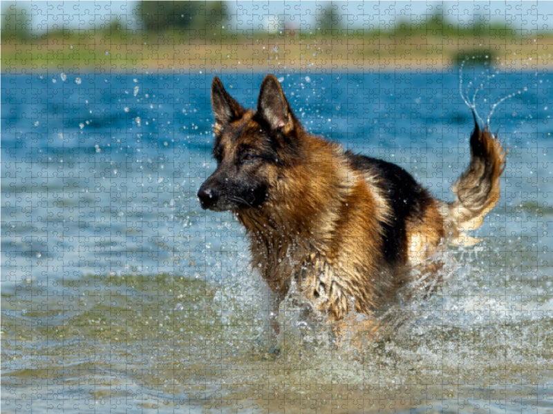 Deutscher Schäferhund - CALVENDO Foto-Puzzle - calvendoverlag 29.99