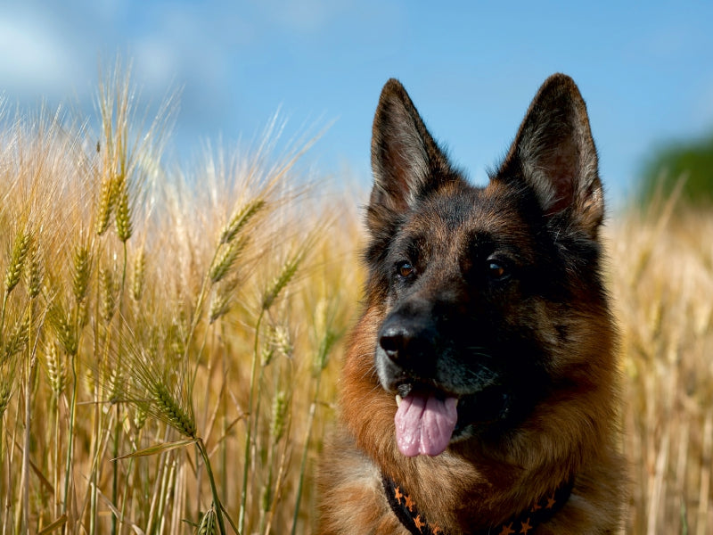 Deutscher Schäferhund - CALVENDO Foto-Puzzle - calvendoverlag 29.99