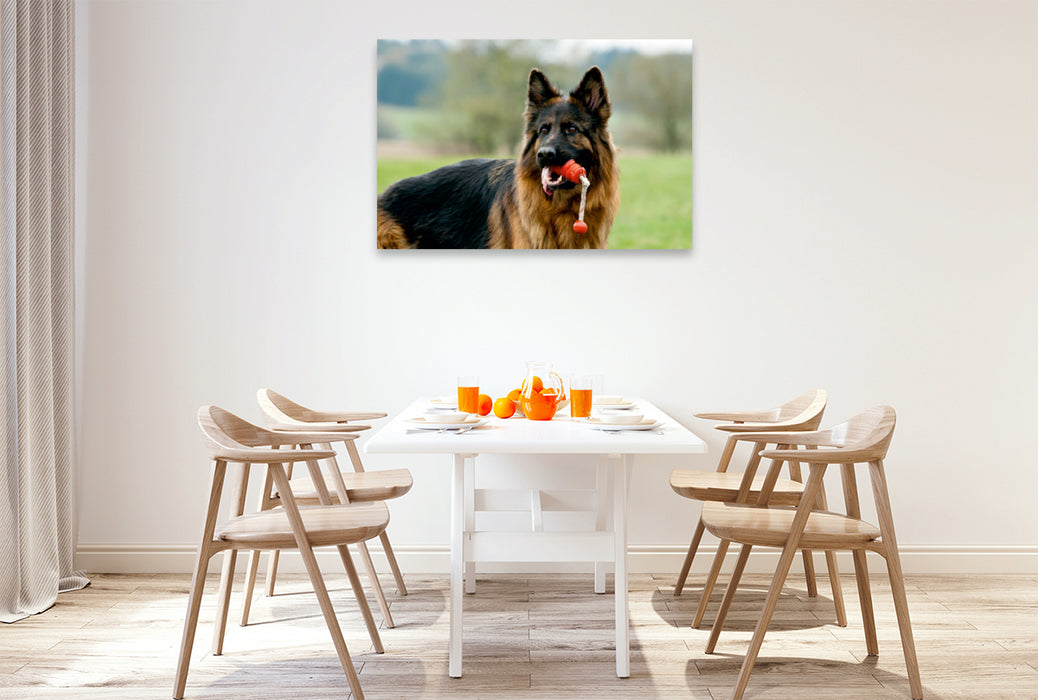 Premium Textil-Leinwand Premium Textil-Leinwand 120 cm x 80 cm quer Deutscher Schäferhund