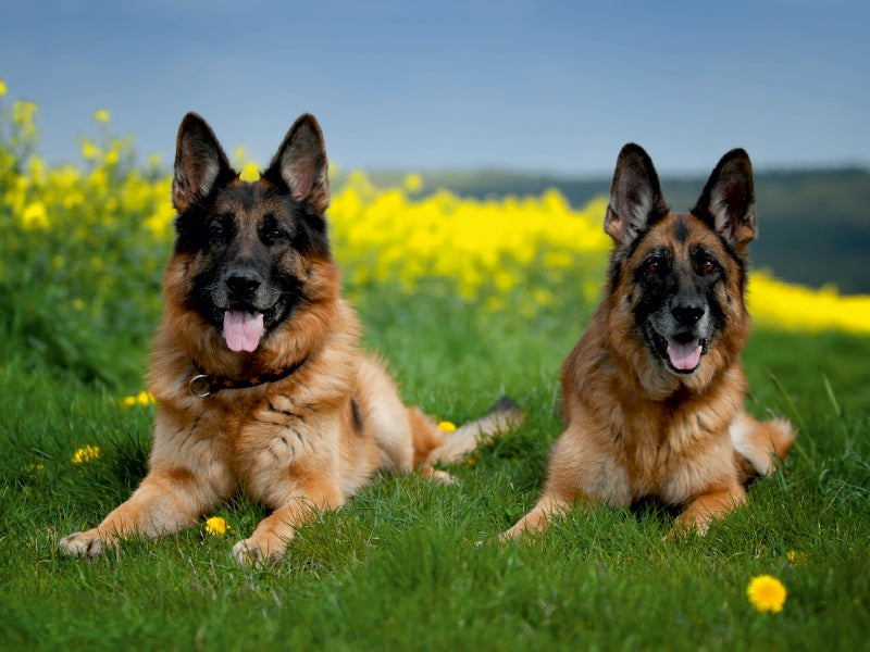 Deutsche Schäferhunde - CALVENDO Foto-Puzzle - calvendoverlag 29.99