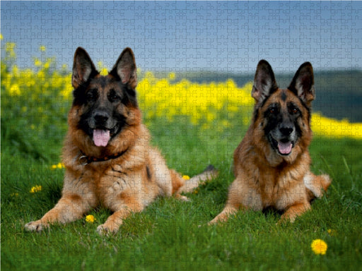 Deutsche Schäferhunde - CALVENDO Foto-Puzzle - calvendoverlag 29.99