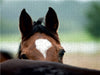 Pferde im schönen Taunus - CALVENDO Foto-Puzzle - calvendoverlag 29.99