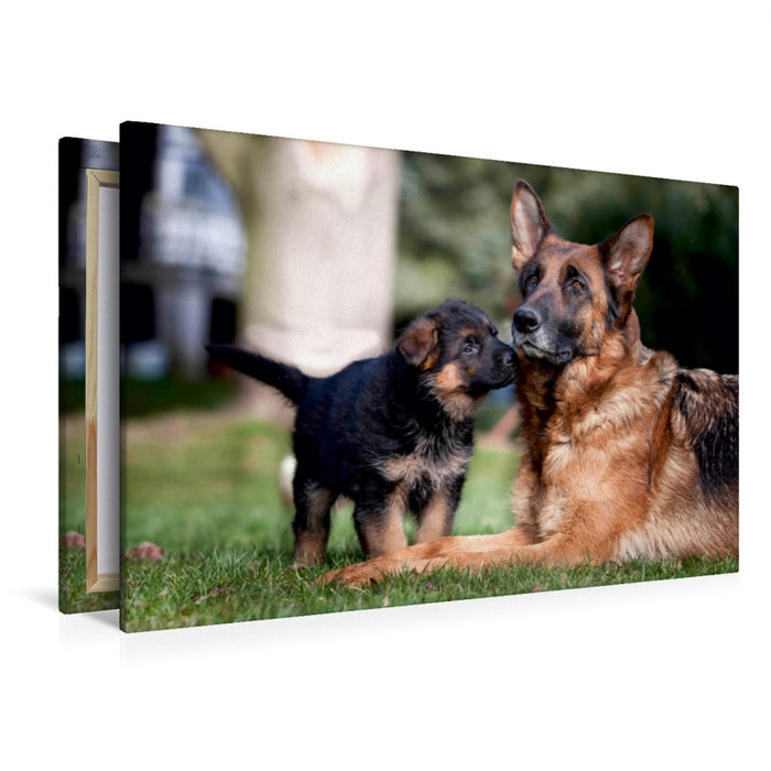 Premium Textil-Leinwand Premium Textil-Leinwand 120 cm x 80 cm quer Schäferhund-Welpe mit Mutter