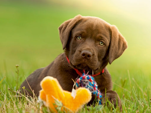 Labrador Welpe - CALVENDO Foto-Puzzle - calvendoverlag 29.99