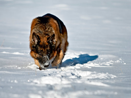 Deutscher Schäferhund - CALVENDO Foto-Puzzle - calvendoverlag 29.99