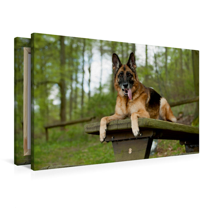 Premium Textil-Leinwand Premium Textil-Leinwand 90 cm x 60 cm quer Deutscher Schäferhund