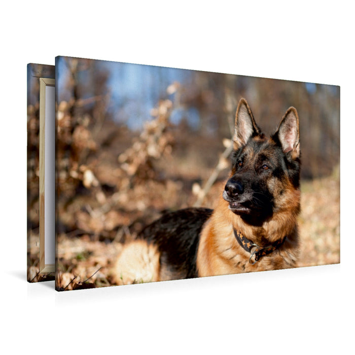 Premium Textil-Leinwand Premium Textil-Leinwand 120 cm x 80 cm quer Deutscher Schäferhund