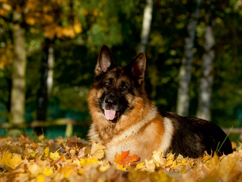 Deutscher Schäferhund - CALVENDO Foto-Puzzle - calvendoverlag 29.99