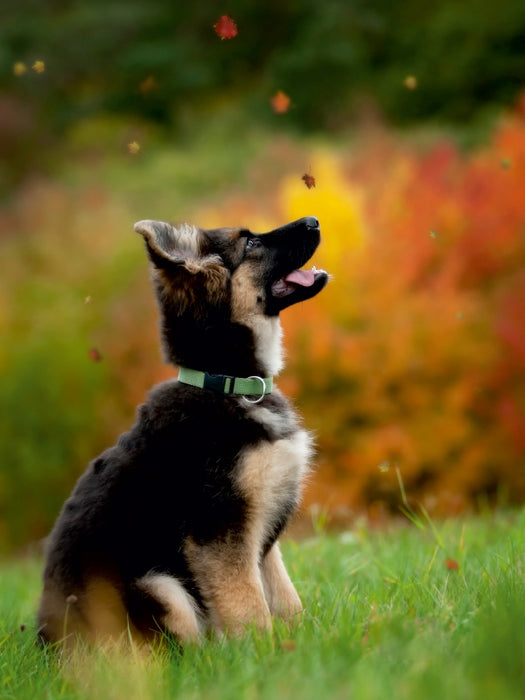 Deutscher Schäferhund - CALVENDO Foto-Puzzle - calvendoverlag 29.99