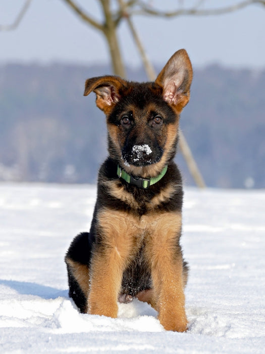 Deutscher Schäferhund - CALVENDO Foto-Puzzle - calvendoverlag 29.99