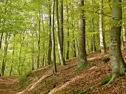 Rotbuche mit Gesicht am Knorreichenstieg - CALVENDO Foto-Puzzle - calvendoverlag 29.99