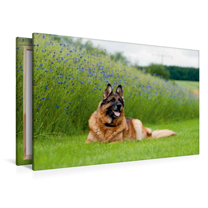 Premium Textil-Leinwand Premium Textil-Leinwand 120 cm x 80 cm quer Deutscher Schäferhund