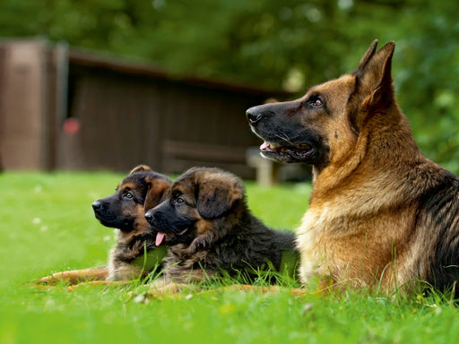 Deutscher Schäferhund - CALVENDO Foto-Puzzle - calvendoverlag 29.99