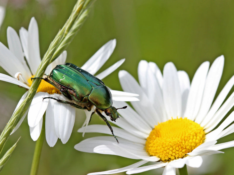 Rosenkäfer (Cetonia aurata) auf Margeritenblüten - CALVENDO Foto-Puzzle - calvendoverlag 29.99