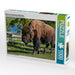 Bison im Yellowstone Nat'l Park - CALVENDO Foto-Puzzle - calvendoverlag 29.99