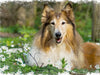 Collie - CALVENDO Foto-Puzzle - calvendoverlag 34.99