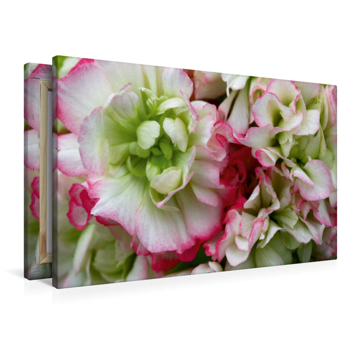 Premium Textil-Leinwand Premium Textil-Leinwand 90 cm x 60 cm quer Pelargonie Rosebud Appleblossom