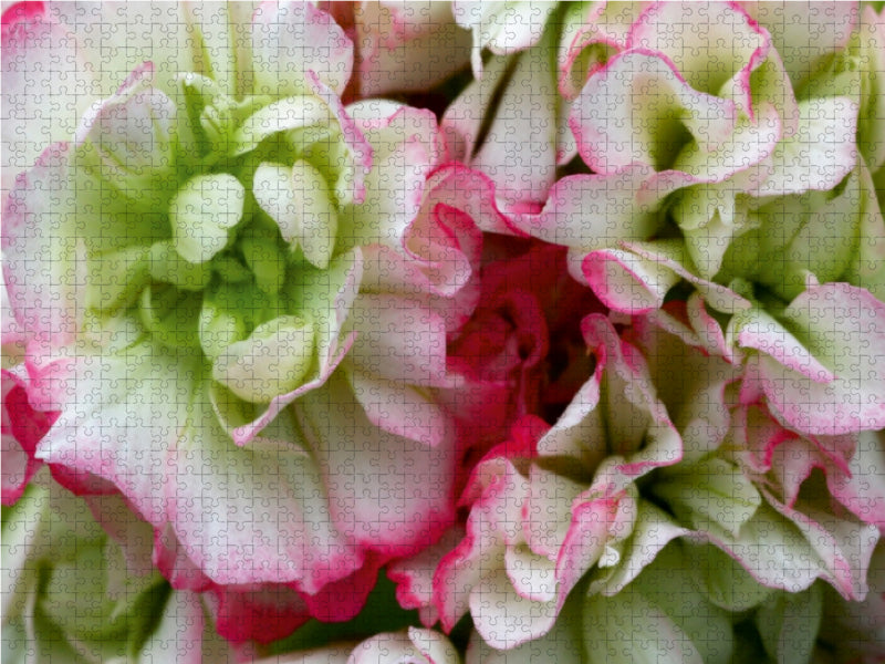 Pelargonie Rosebud Appleblossom - CALVENDO Foto-Puzzle - calvendoverlag 29.99