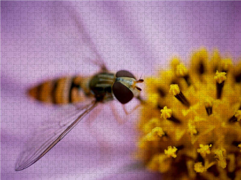 Schwebfliege - CALVENDO Foto-Puzzle - calvendoverlag 29.99