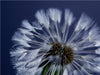 Pusteblume - CALVENDO Foto-Puzzle - calvendoverlag 29.99